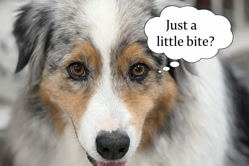 toxic foods for dogs chart including xylitol chocolate grapes onions garlic